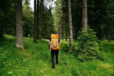 Shinrin Yoku oder Waldbaden: Was sind die Vorteile?