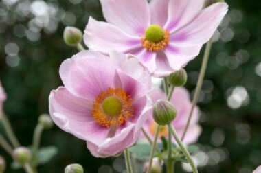 10 Herbstblüher für den Garten