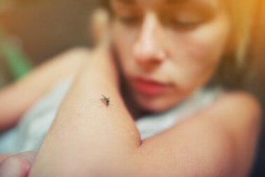Dengue-Impfung: Alles, was du darüber wissen musst