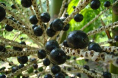 Acai Beeren: Vorteile und Kontraindikationen