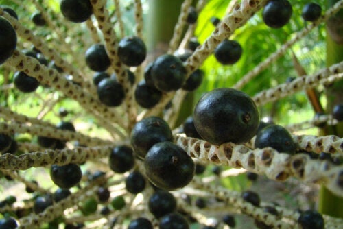 Acai Beeren: Vorteile und Kontraindikationen