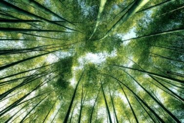 Die Naturphilosophie und ihre Bedeutung für die moderne Welt