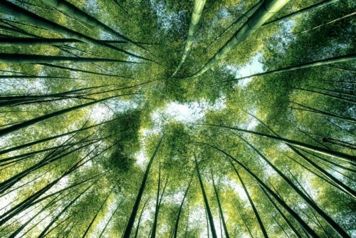 Die Naturphilosophie und ihre Bedeutung für die moderne Welt