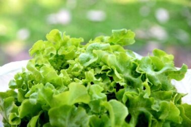 Kann Salat-Tee helfen, besser zu schlafen?