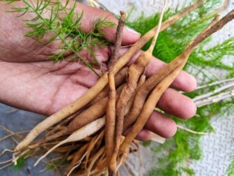 Shatavari: Die ayurvedische Pflanze für die Gesundheit der Frau
