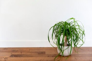 Sukkulenten für den Innenbereich: 6 Optionen