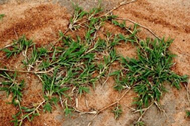Gesundheitliche Vorteile von Hundszahngras und seine Kontraindikationen