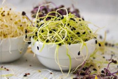 Wie du zu Hause Sprossen anbauen kannst