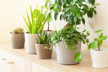 8 Glückspflanzen nach Feng Shui