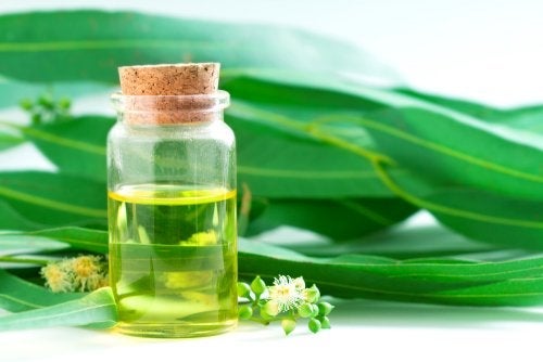 5 Hausmittel mit Eukalyptus, die du kennen solltest
