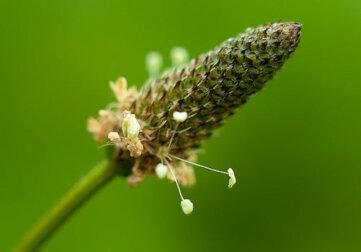 Breit-Wegerich: Eine uralte Heilpflanze und ihre Anwendungen