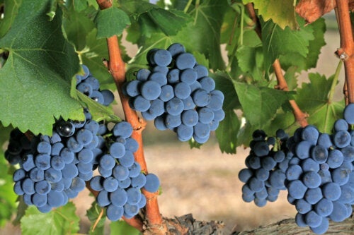 Wein - die Grenache-Traube: Merkmale und Eigenschaften