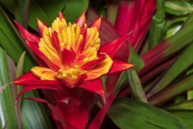 Wie kultiviert man Bromelien?