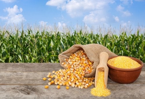 5 leckere Rezepte mit einer Dose Mais