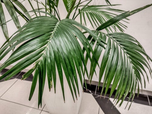 Die Kentia-Palme: Eine große und elegante Zimmerpflanze
