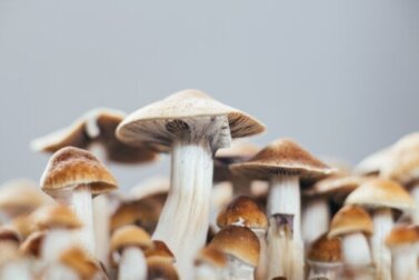 Psilocybin gegen Depressionen: Welche Wirkung hat es?