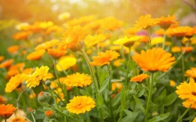 10 orange blühende Gartenpflanzen und wie man sie pflegt