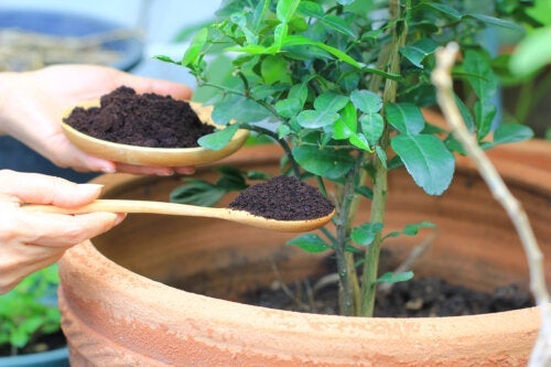 Huminstoffe: Eigenschaften und Nutzen für Pflanzen