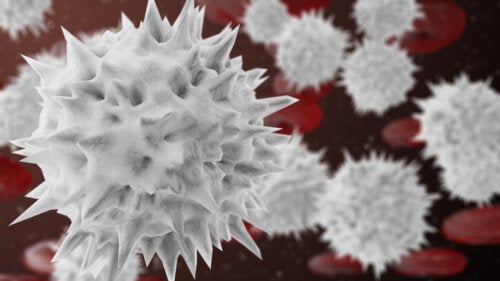 Segmentierte Neutrophile: Was ist das und wann ändern sich ihre Werte?
