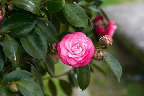 7 rosenähnliche Blumen für deinen Garten