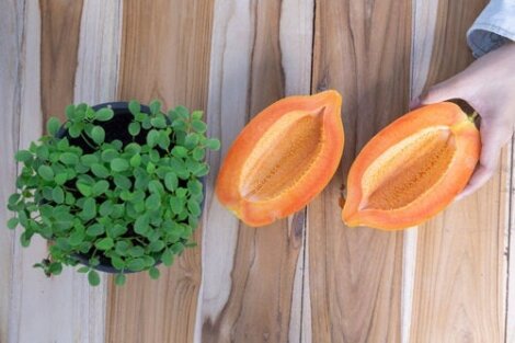 Papaya anbauen und in weniger als einem Jahr ernten: So geht´s!