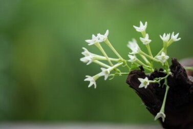 Nachtjasmin: Pflegetipps zur Verstärkung seines Dufts