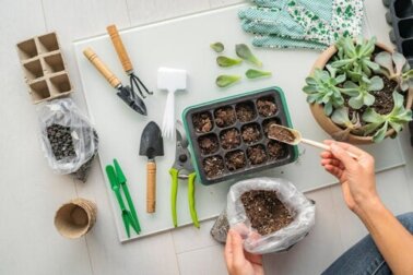 Sukkulenten in deinem Garten: dekorativ und pflegeleicht