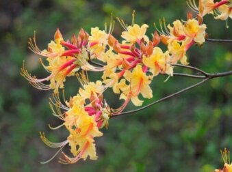 Arten von Azaleen und ihre Pflege