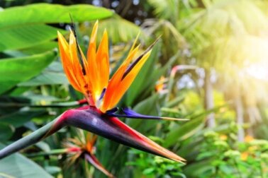 Paradiesvogelblume: Merkmale und Pflege