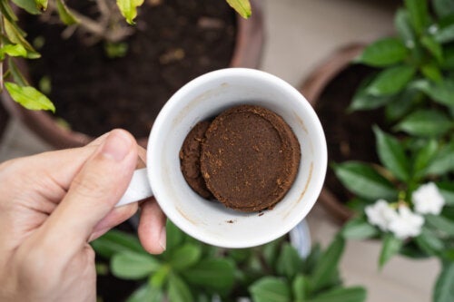 Wie du Kaffeesatz für deine Pflanzen verwenden kannst