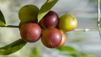 Camu Camu: Was ist das? Vorteile und Verwendung