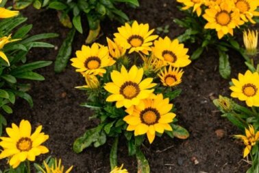 Gazanie (Mittagsgold): Tipps zur richtigen Pflege