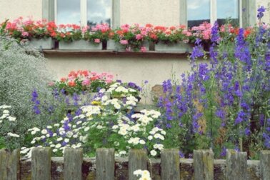 10 hohe Stauden mit wunderbaren Blüten für deinen Garten