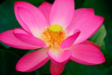 Wie man eine Lotusblume im Aquarium anbaut
