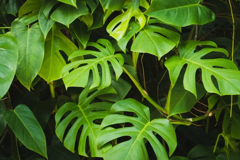 6 Tipps zur Pflege einer Monstera deliciosa