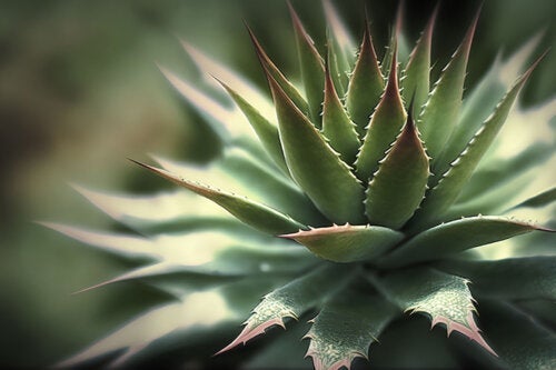 20 Aloe-Arten für Garten und Haus