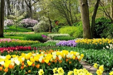 Zwiebelpflanzen, die deinen Garten im Frühjahr mit Leben und Farbe füllen