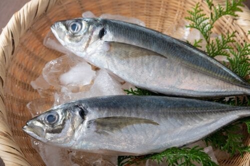 Makrele: viel Protein und gesunde Fettsäuren