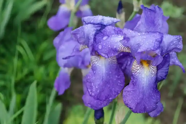 Iris germanica oder Deutsche Schwertlilie