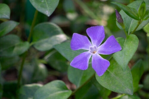 Eine Pflegeanleitung für Vinca oder Immergrün, damit dein Garten diesen Frühling mit Blumen gefüllt ist