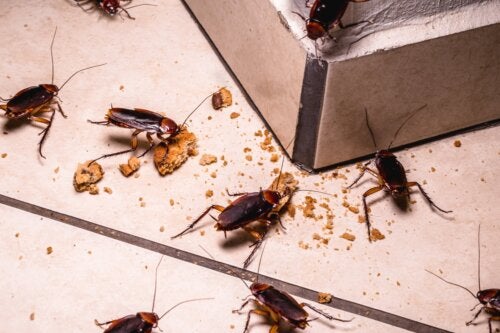 Kakerlaken als Krankheitsüberträger: Was du wissen solltest