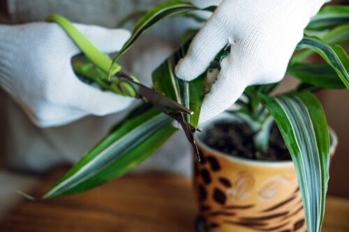 Drachenbaum: Wie du deine Glückspflanze pflegen kannst