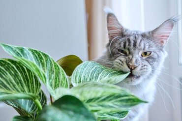 8 Zimmerpflanzen, die für Hunde und Katzen giftig sind