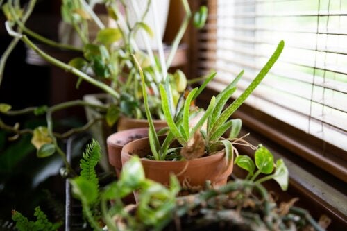 10 kühlende Zimmerpflanzen für heiße Sommertage