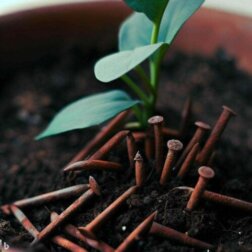 Rostige Nägel zur Eisenversorgung von Pflanzen