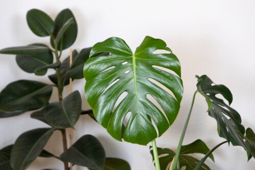 Monstera deliciosa: 6 Tipps für Pflege und Wachstum