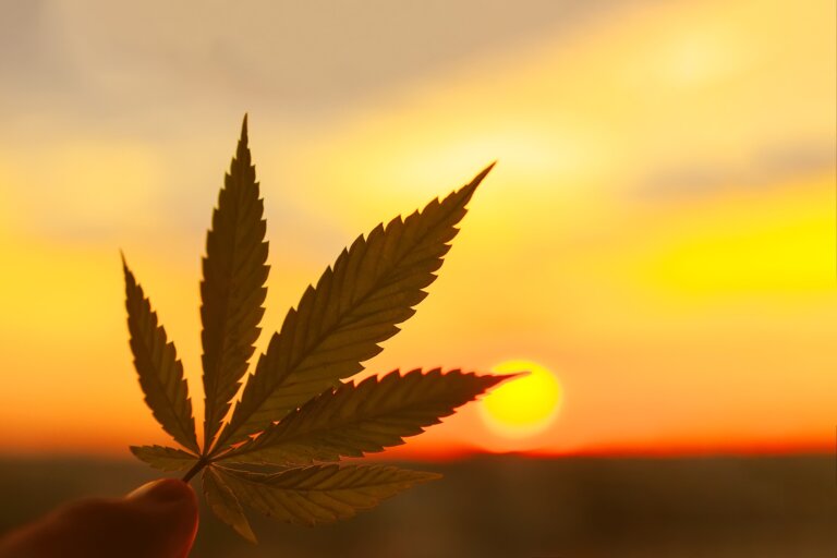 Cannabis, CBD, Hanf & Co – wo liegen die Unterschiede?