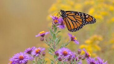 17 Pflanzen, die Schmetterlinge in deinen Garten locken