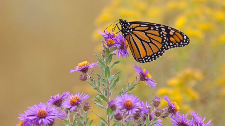 17 Pflanzen, die Schmetterlinge in deinen Garten locken