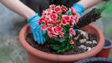 Wie pflege ich meine Begonien? Blühtipps und -tricks